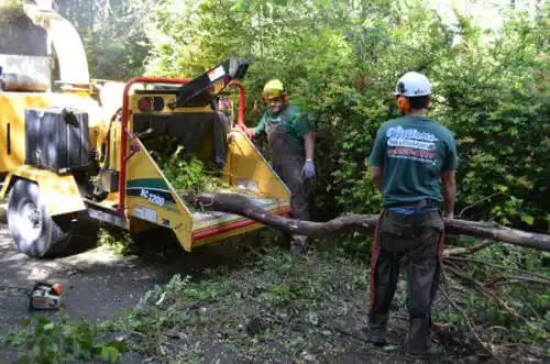 tree services Arcata